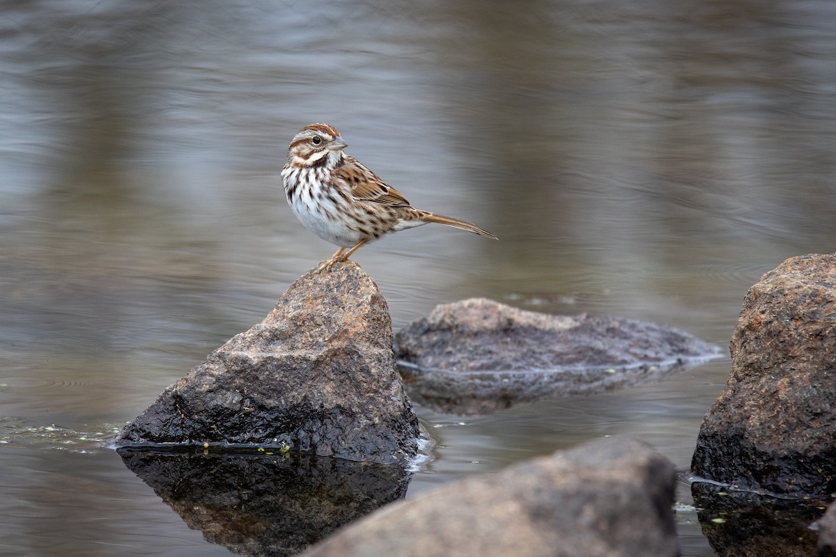 Song Sparrow - Michael Fogleman