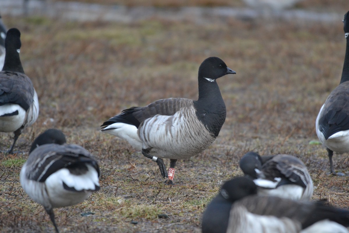 Brant - ML298432701