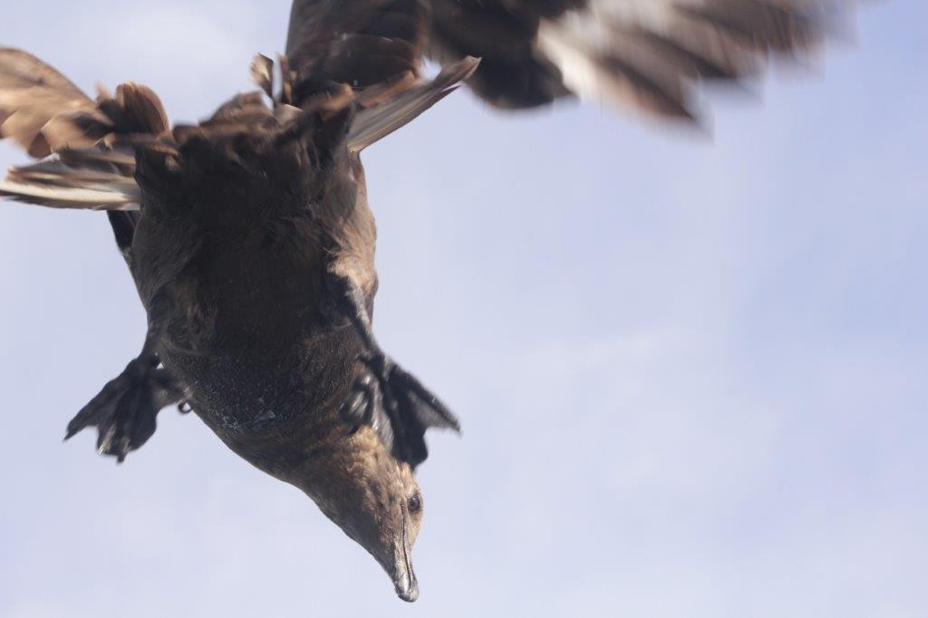 Brown Skua (Subantarctic) - ML298433221