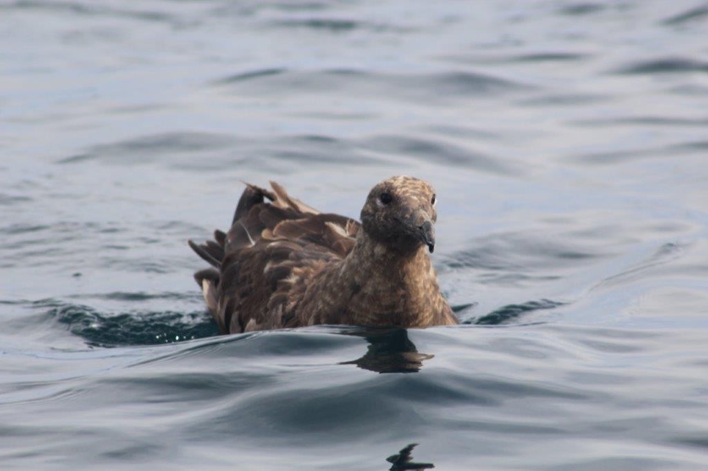 Brown Skua (Subantarctic) - ML298433241