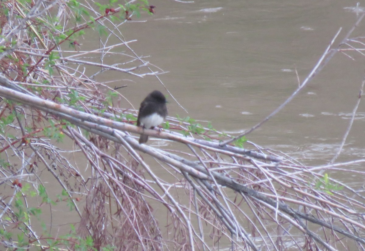 Black Phoebe - ML298433251