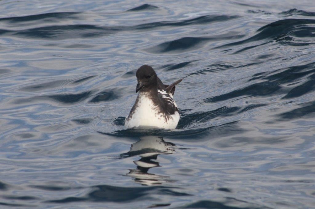 Cape Petrel - ML298433361