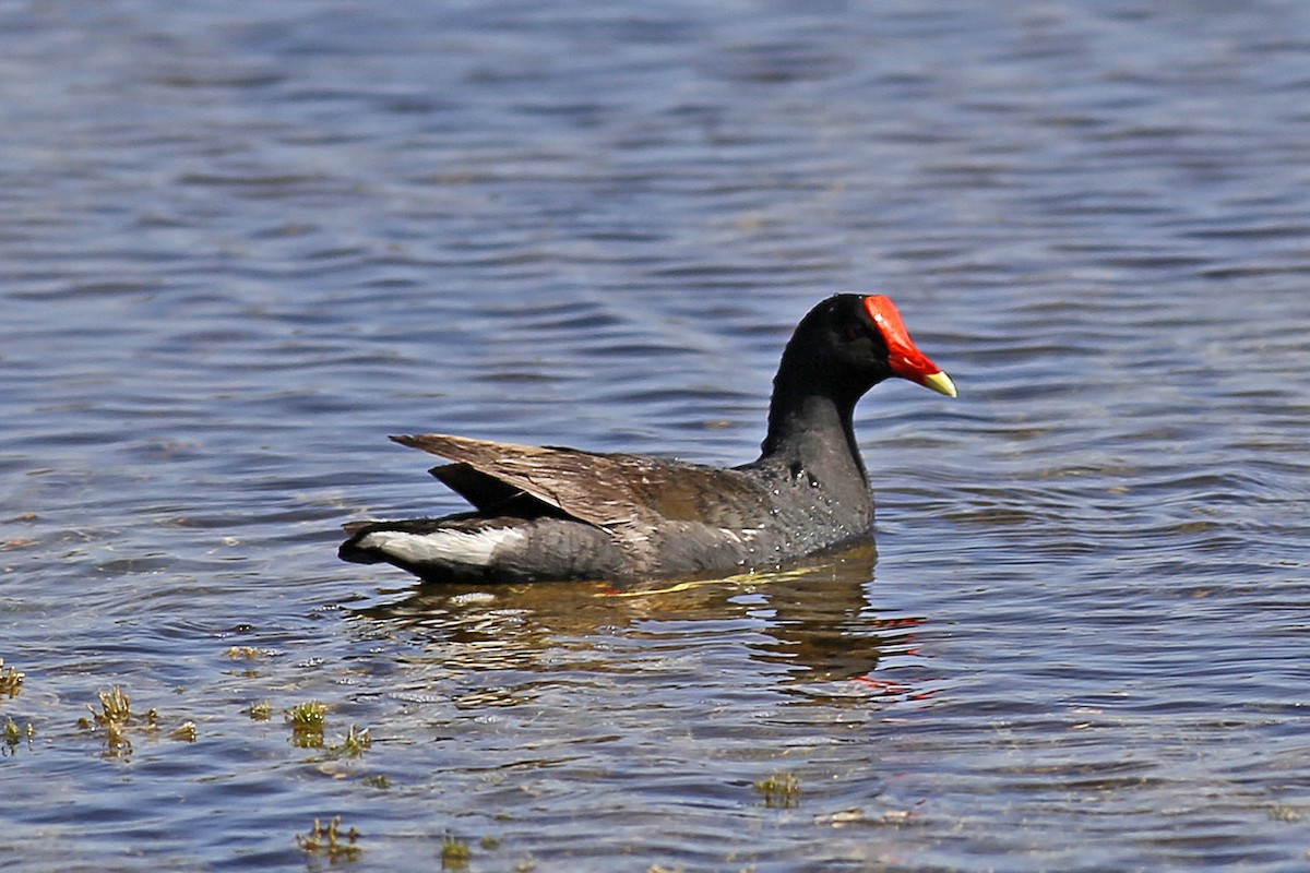 Common Gallinule - William Keim