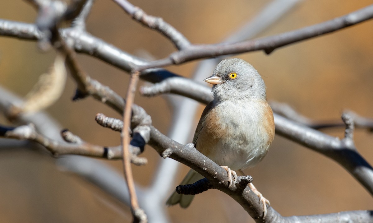 Baird's Junco - ML298435181