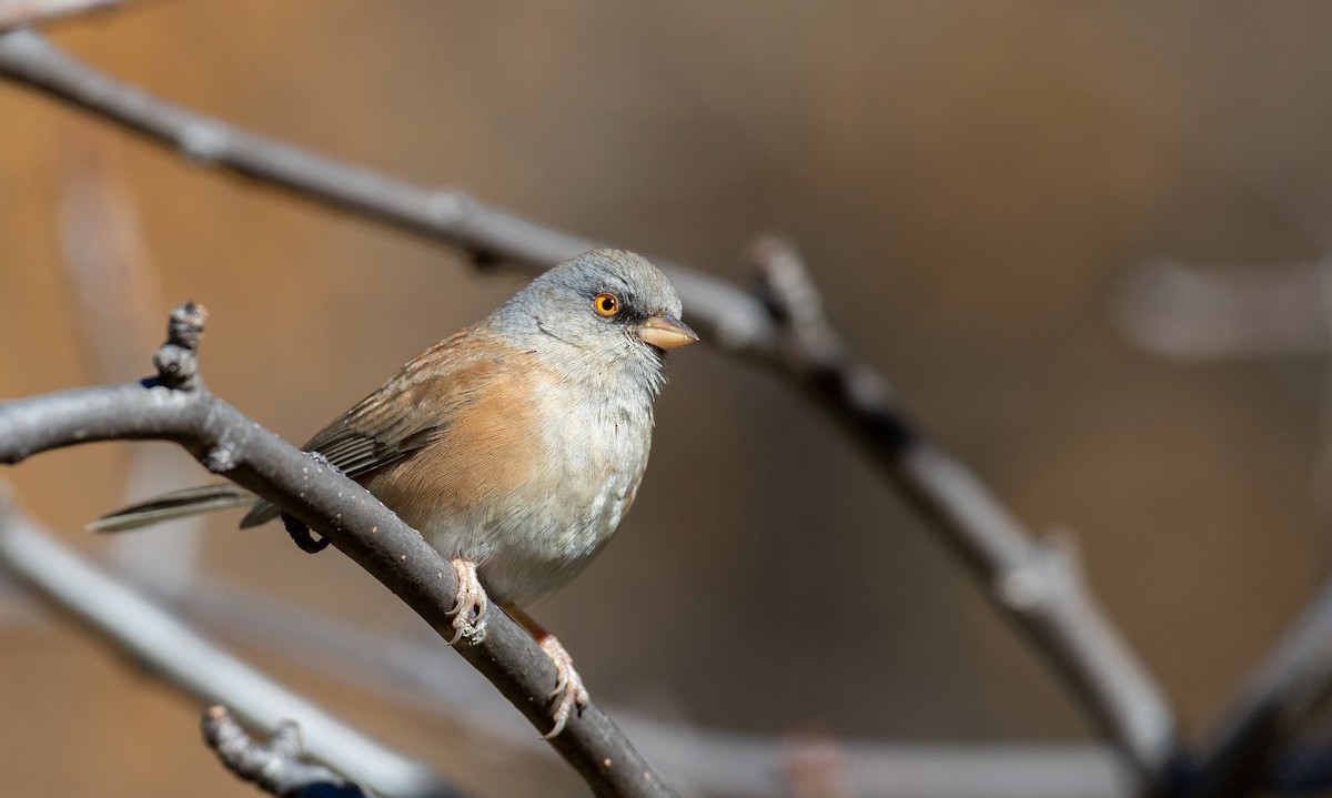 Baird's Junco - ML298435361