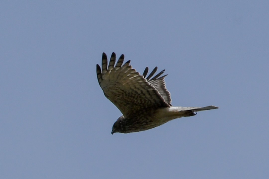 Swamp Harrier - ML298435741