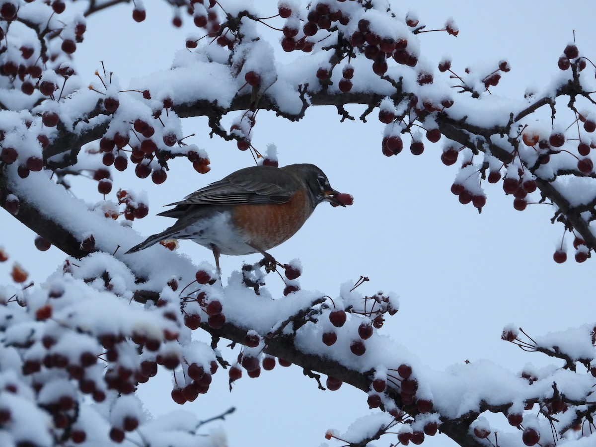 American Robin - ML298436051