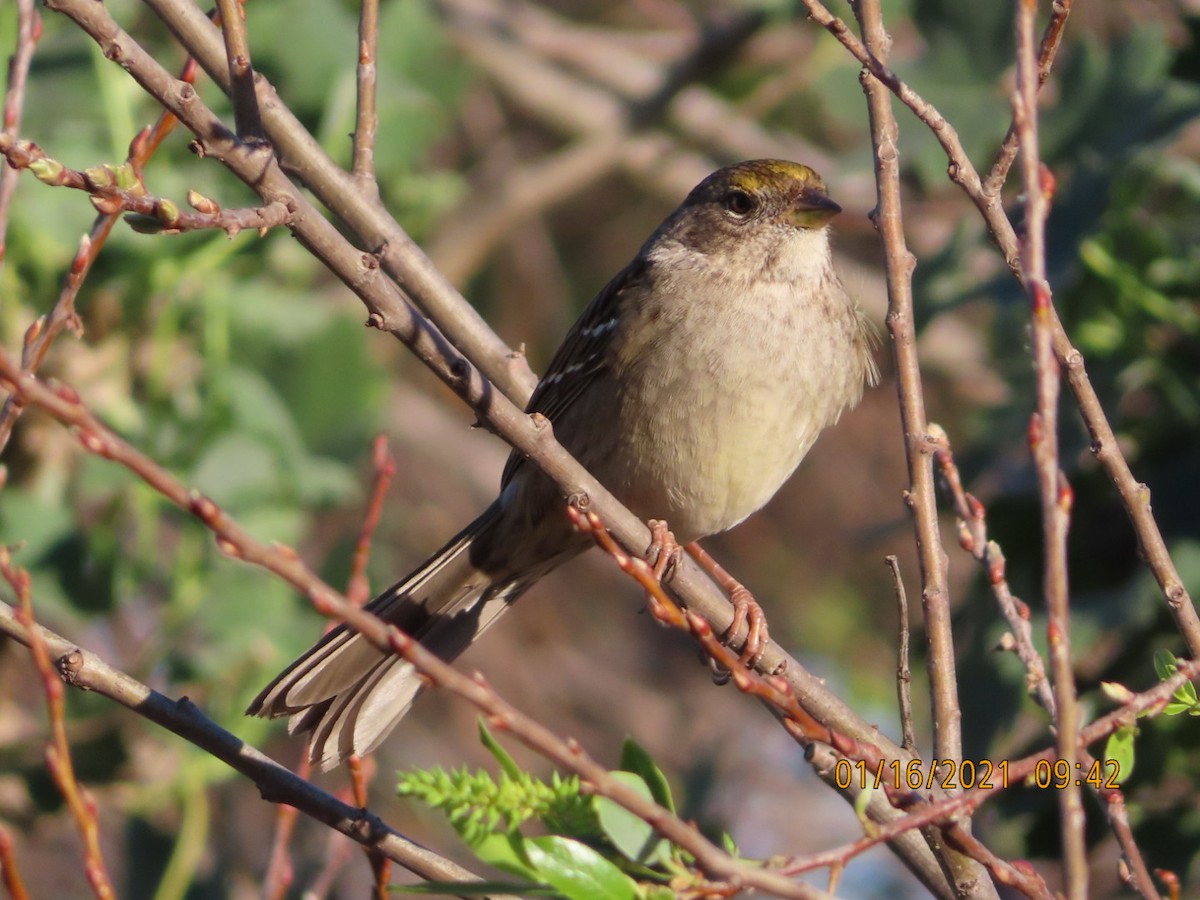 Golden-crowned Sparrow - ML298437931