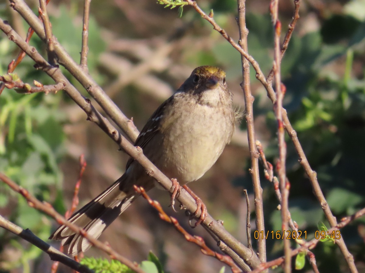 Golden-crowned Sparrow - ML298438001