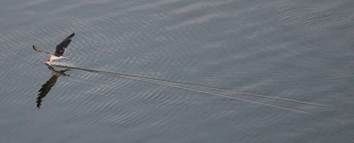 Black Skimmer - Camilo Orjuela-Barrera