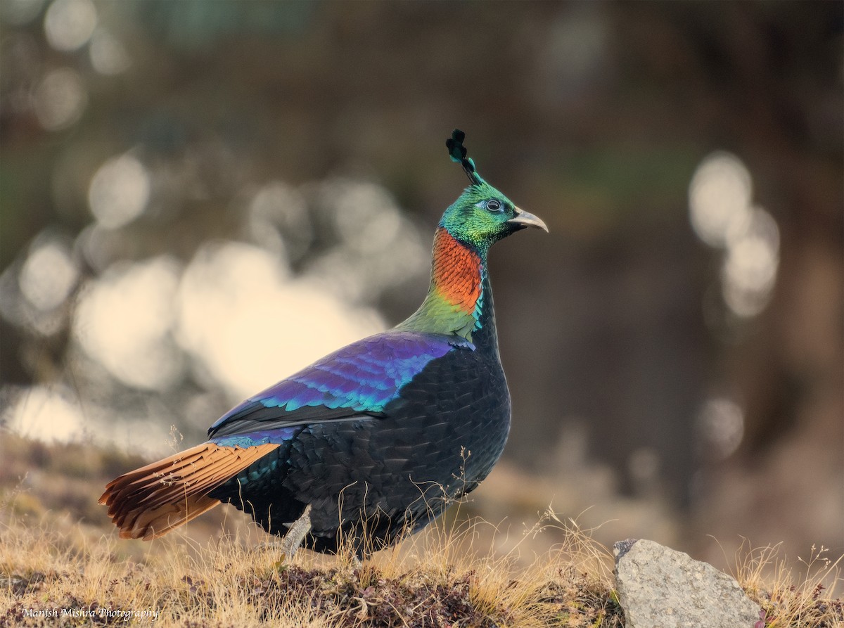 Himalayan Monal - Manish Mishra