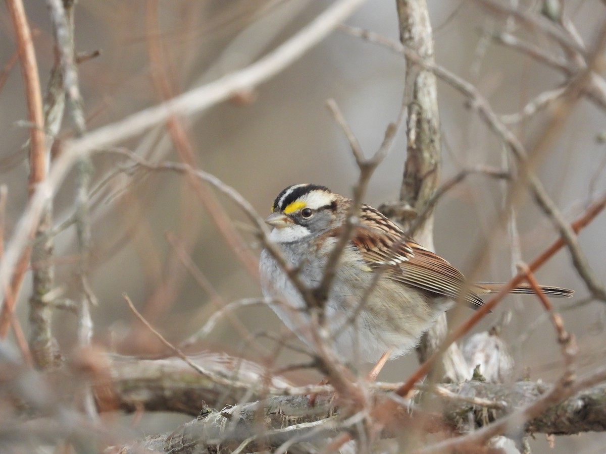 White-throated Sparrow - ML298438101
