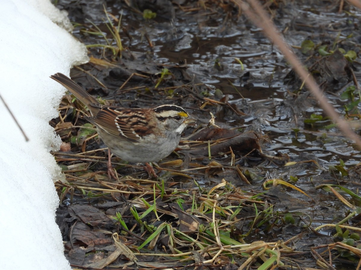 White-throated Sparrow - ML298438951