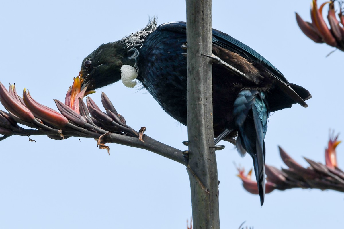 Tui - ML298439791