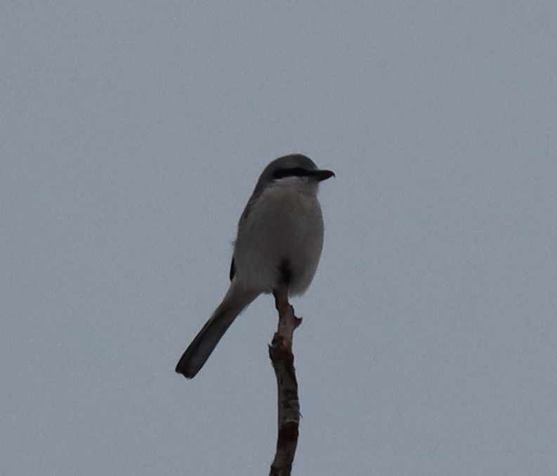 Northern Shrike - Pete Johantgen