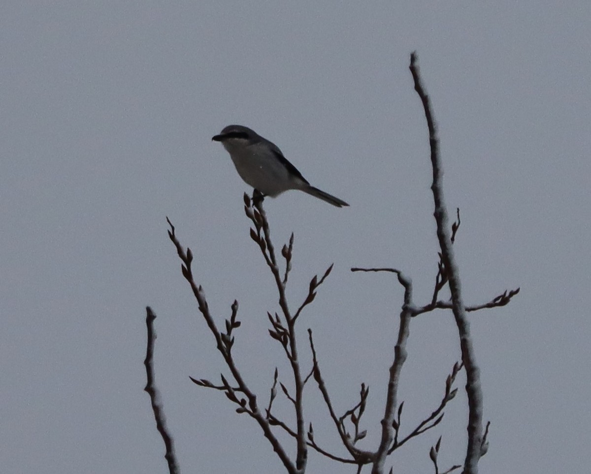 Northern Shrike - Pete Johantgen