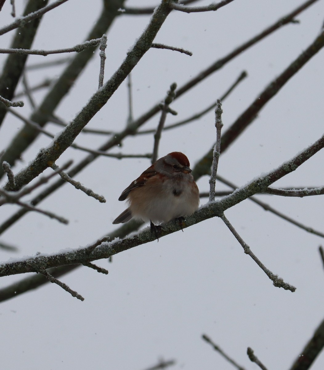 American Tree Sparrow - Pete Johantgen