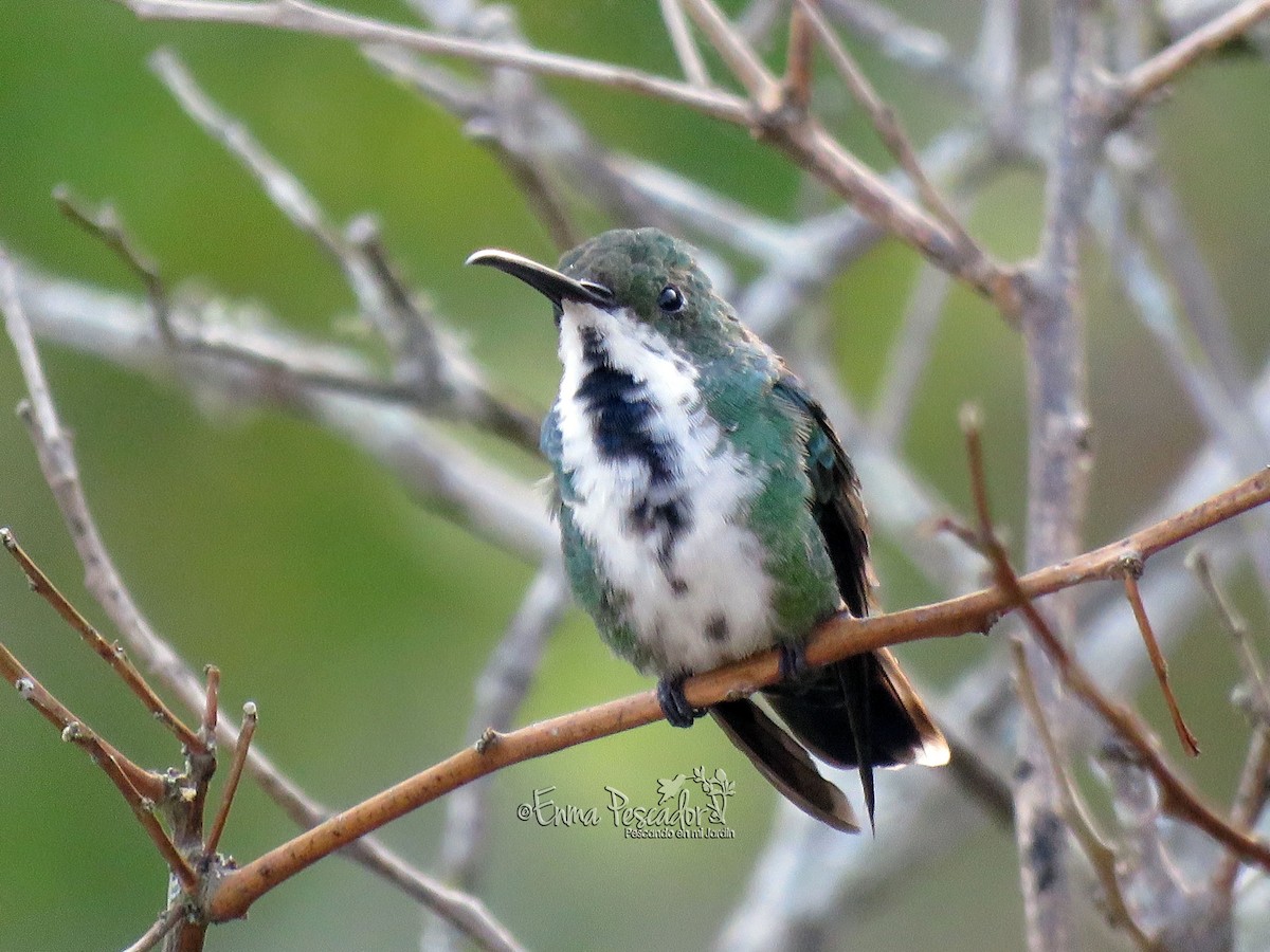 Grünbrust-Mangokolibri - ML29844061