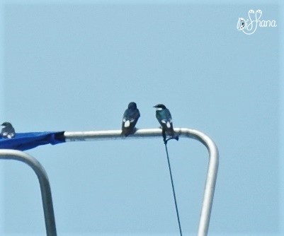 Mangrove Swallow - ML298443301