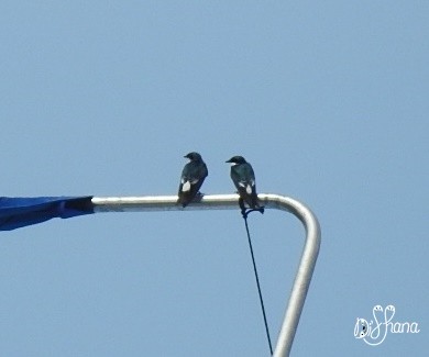 Mangrove Swallow - ML298443321