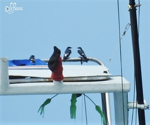 Mangrove Swallow - ML298443331