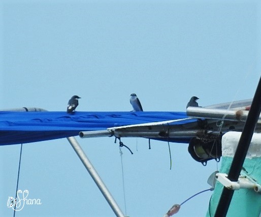 Mangrove Swallow - ML298443361