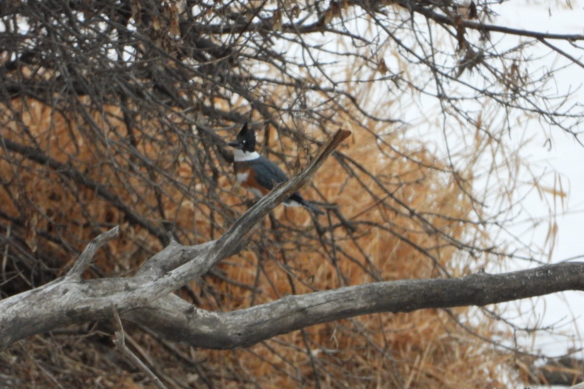 Belted Kingfisher - ML298443941