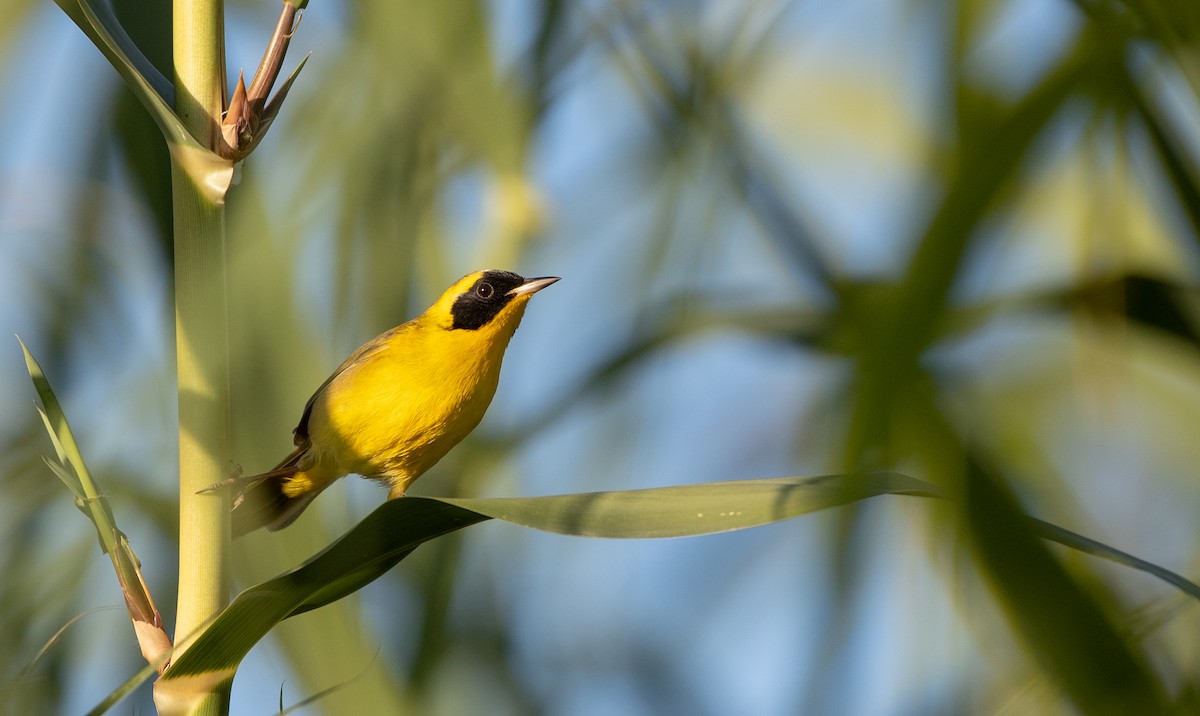 Belding's Yellowthroat - ML298444101