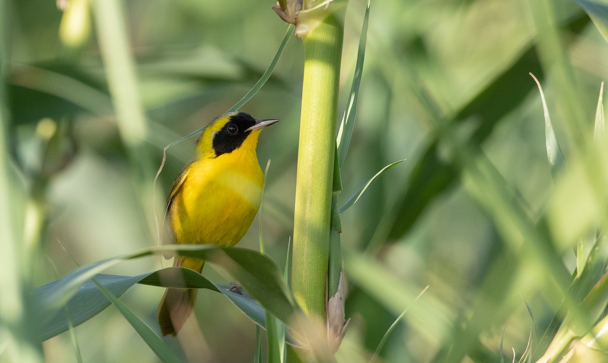 Belding's Yellowthroat - ML298444111