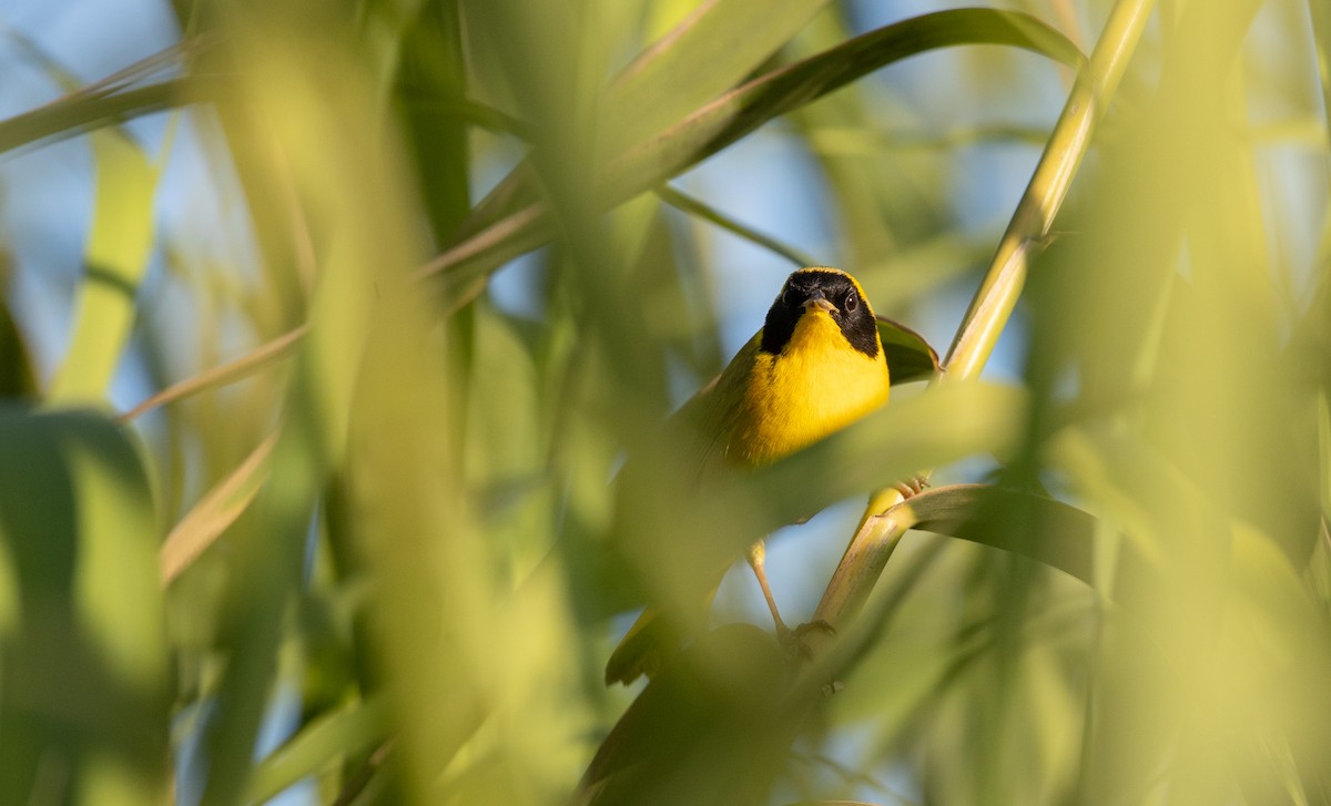 Belding's Yellowthroat - ML298444121