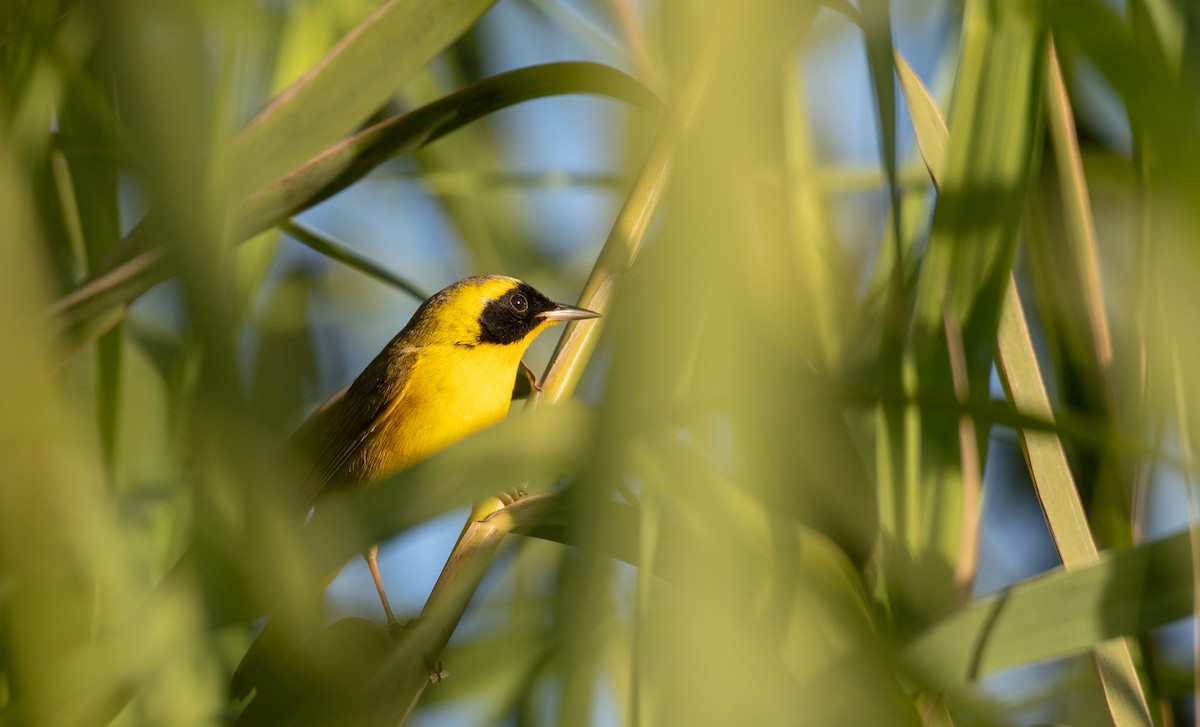 Belding's Yellowthroat - ML298444141