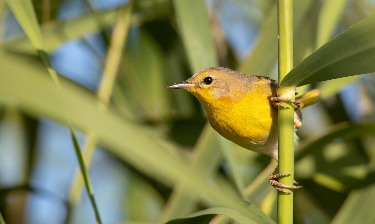 Belding's Yellowthroat - ML298444171