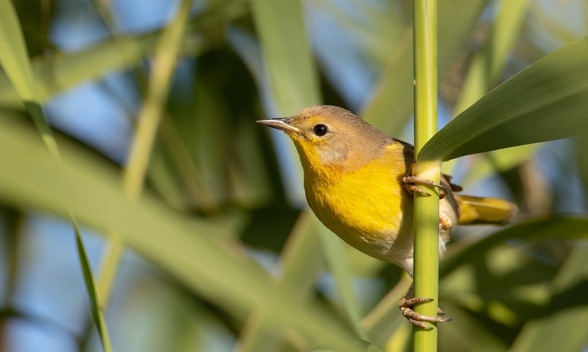 Belding's Yellowthroat - ML298444181