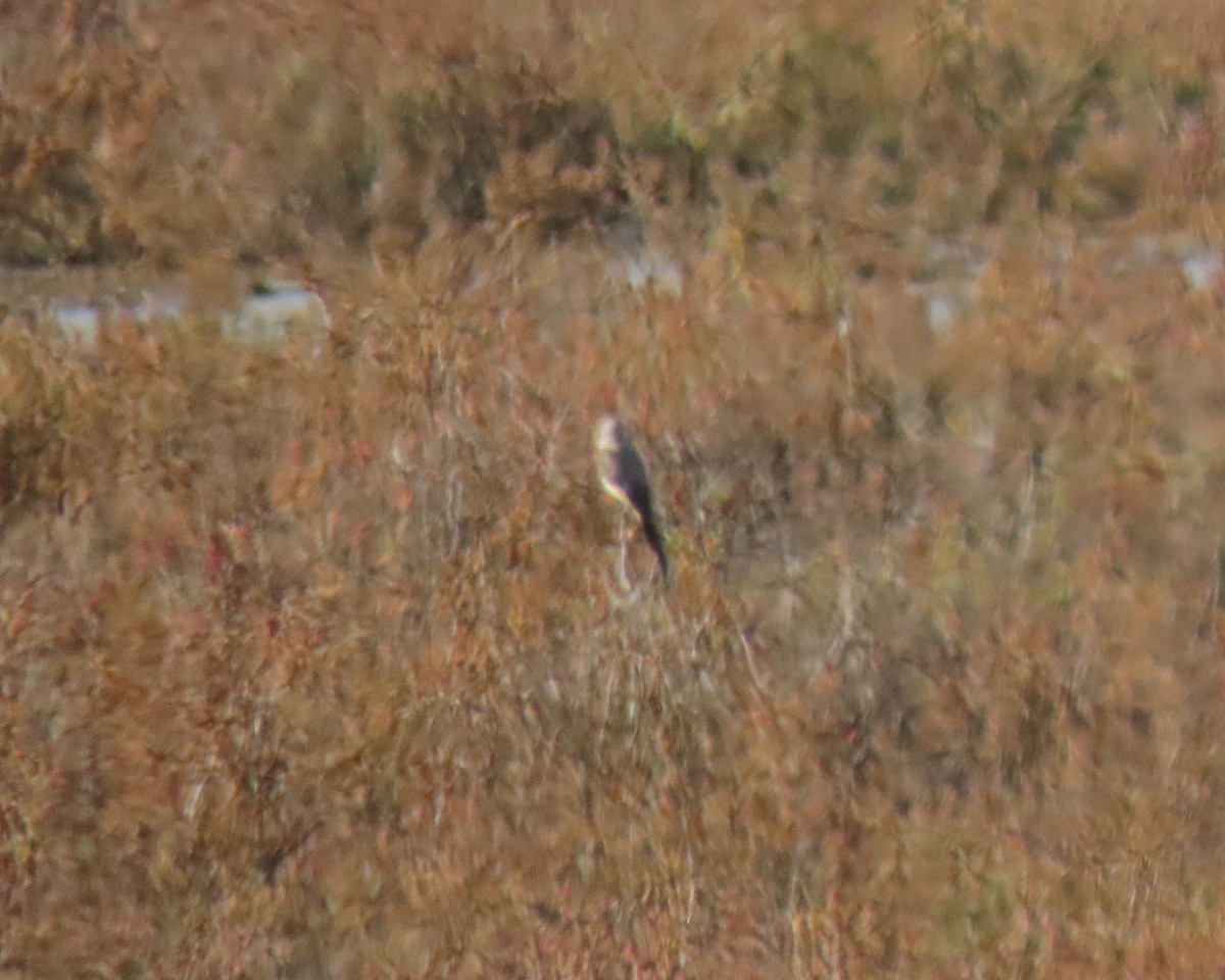 Scissor-tailed Flycatcher - ML298444751