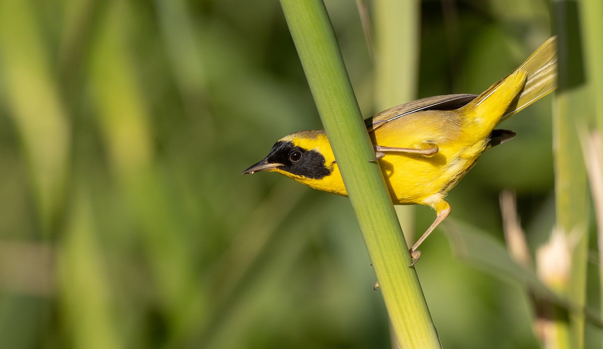 Belding's Yellowthroat - ML298444821