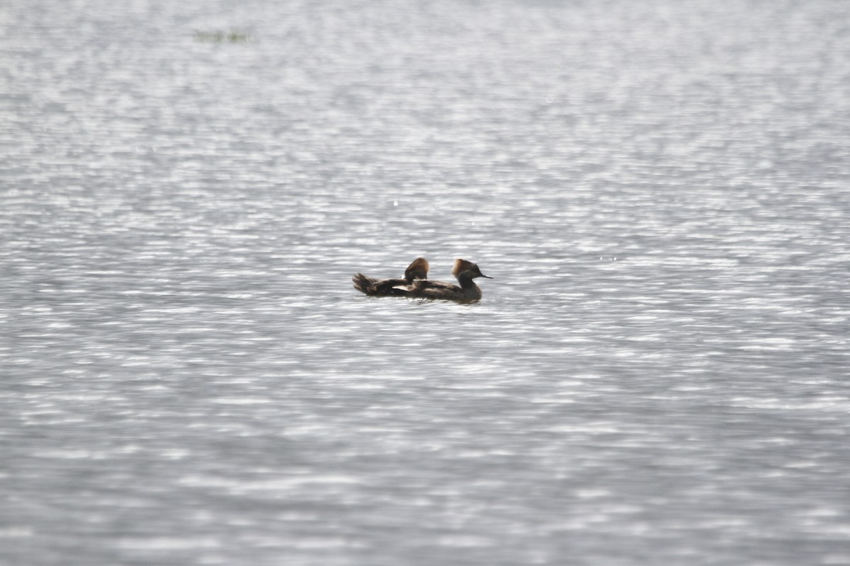 Hooded Merganser - ML298444841