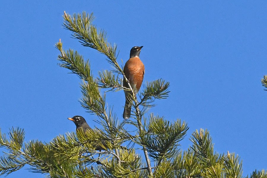 American Robin - ML298446671