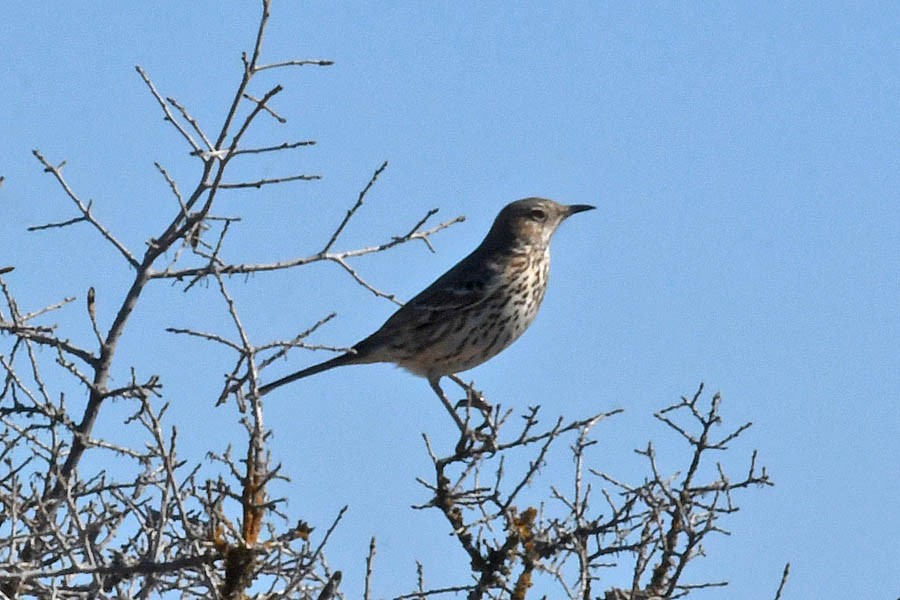 Sage Thrasher - ML298446981