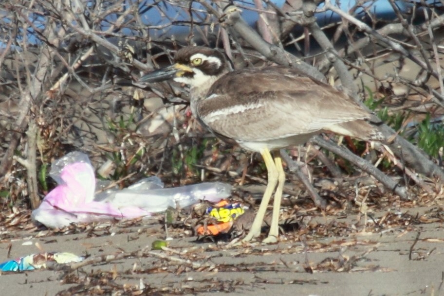 Beach Thick-knee - Richard Fuller