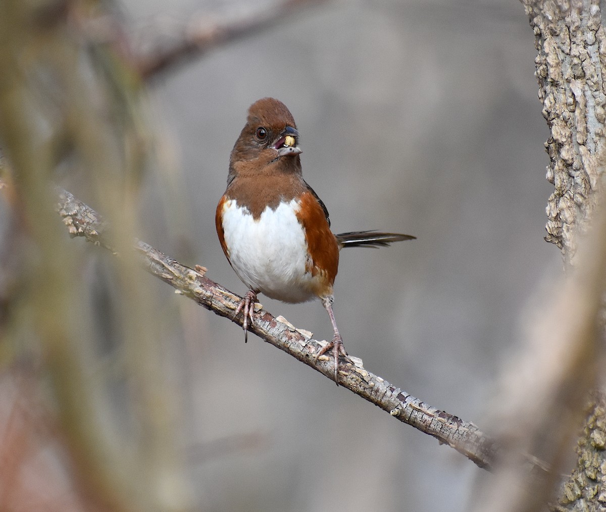 Eastern Towhee - ML298452801
