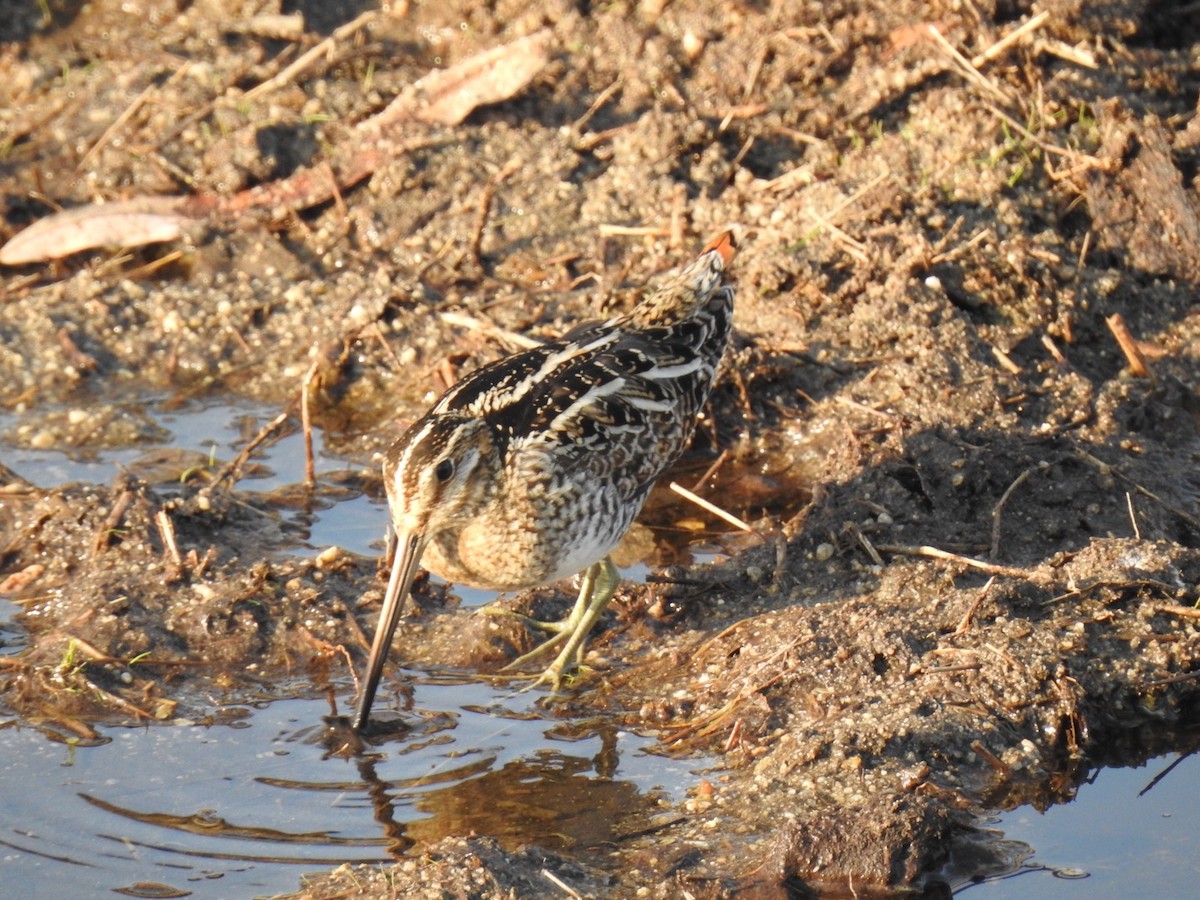 Wilson's Snipe - ML298452811