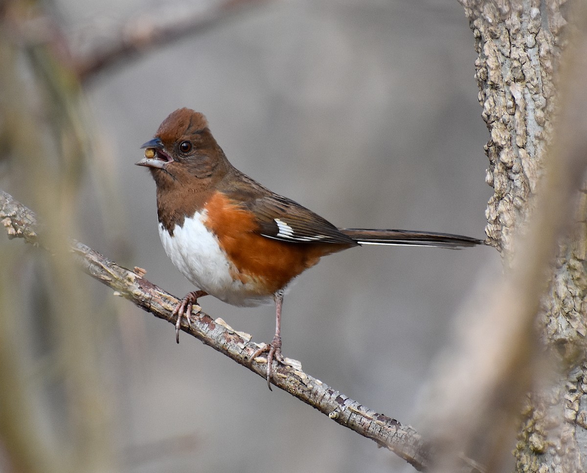 Eastern Towhee - ML298452841