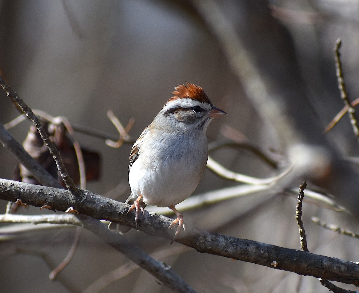 Chipping Sparrow - ML298452861