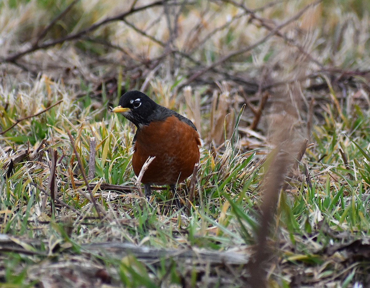 American Robin - ML298452971