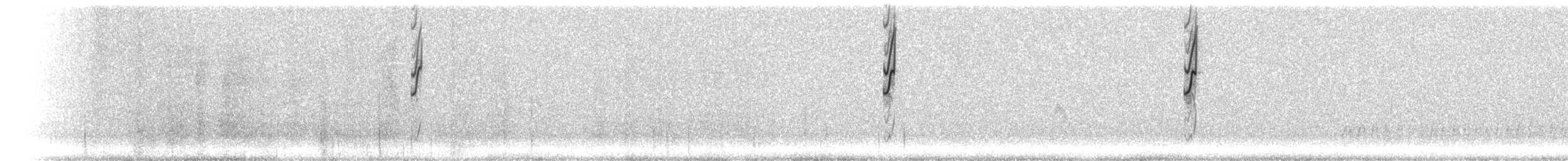 hvitvingespurv - ML298456