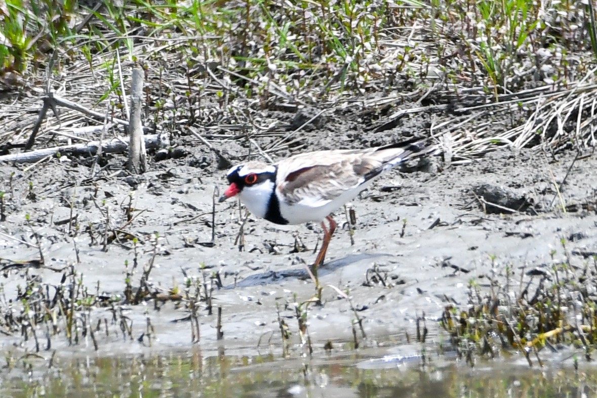 Black-fronted Dotterel - ML298457531