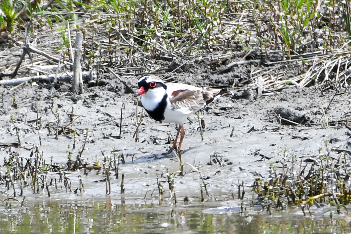 Black-fronted Dotterel - ML298457581