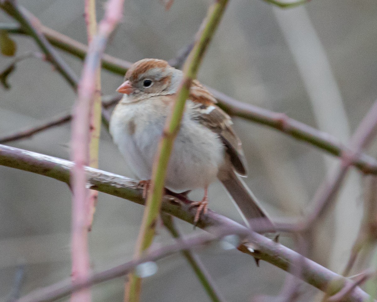 Field Sparrow - Cassandre Crawford
