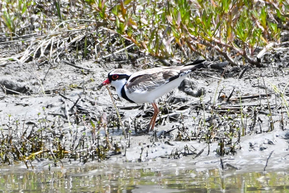 Black-fronted Dotterel - ML298457671