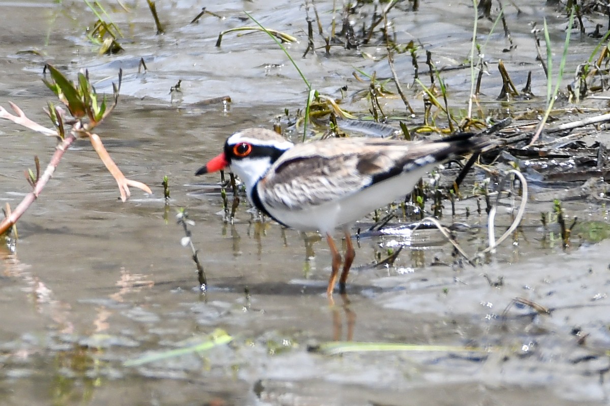 Black-fronted Dotterel - Alison Bentley